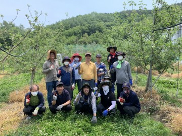 김천시 스포츠산업과, 사과적과 작업 농촌일손돕기 나서