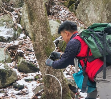 장성군, 고로쇠수액 1월 중순부터 판매