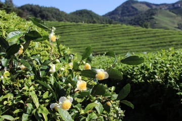 보성차밭, 순백의 차꽃 피는 가을
