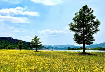 율정호 타고 유채 꽃물결 보러 단밀에 놀러오세요!