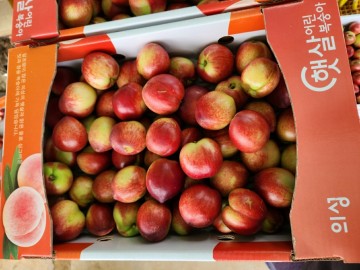 의성 신비 복숭아, 올해 첫 출하 