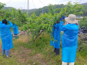 영덕군 일자리경제과 직원들, 농번기 농촌 일손돕기 나서