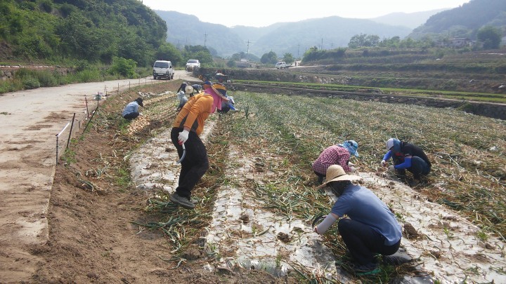 봉산면 공무원 농촌일돕기 실시