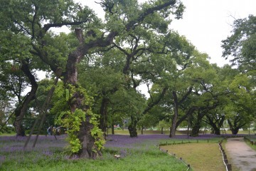 김항곤 성주군수는 매년 생명문화축제