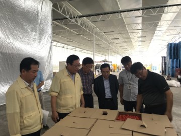 상주 유리온실 토마토 일본 수출 