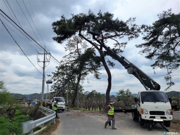 봉화군, 전통마을숲 복원으로 산림문화자산 보존