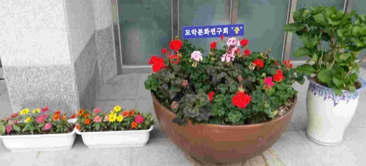 모악분화연구회 구이면사무소 현관에 꽃 기증 6년째 대형화분 꽃 교체 식재와 소화분 기증