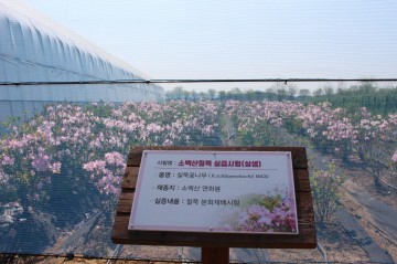 영주시, 소백산 철쭉 군락지 복원 박차     매년 철쭉 종자 채취해 6~7년 증식, 소백산에 옮겨 심어  