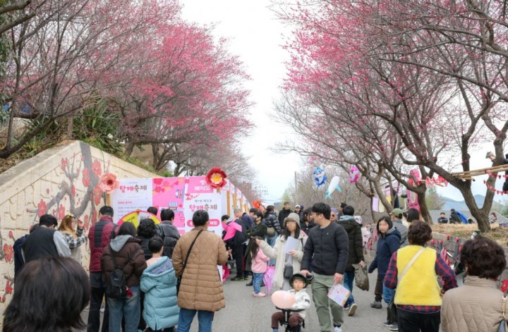 순천시, 첫 봄 알리는 ‘제8회 매곡동 탐매축제’ 개최 