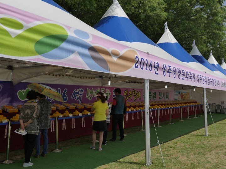 성주생명문화축제 이멘트 성주참외 품종별 전시회 인기실감