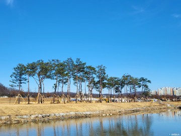 낙동가람 초화단지, ..사계절 다양한 꽃과 시원한 솔숲 그늘 아래 피크닉 명소로 주목
