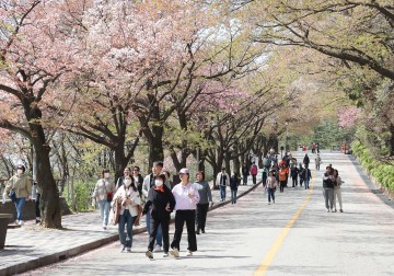 충주, 벚꽃축제로 물드는 봄… 충주호의 낭만 속으로