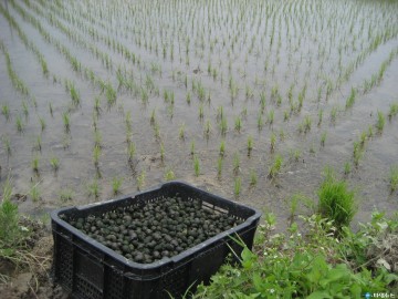 청주시, 친환경 벼 재배 위한 우렁이 종패 지원 확대