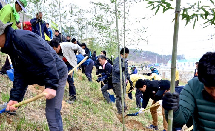 담양군, 식목일 기념 ‘대나무’ 식재 