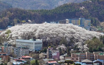 대전 한밭수목원·테미공원 도시숲, 전국 아름다운 명품 도시숲 50선 선정