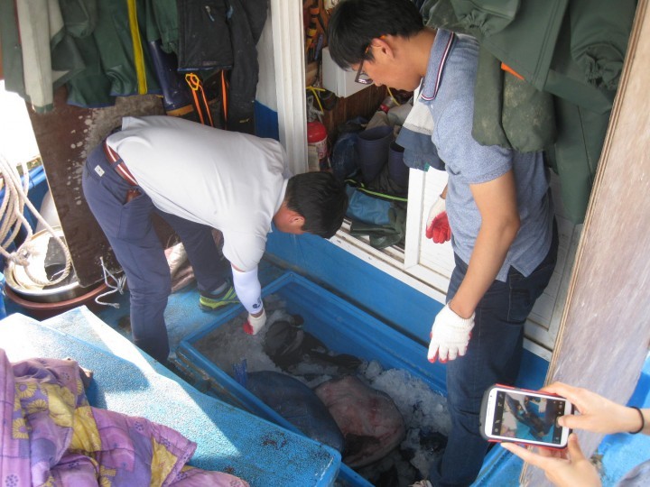 포항해경, 밍크고래 포획사범 현장 검거