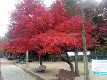 대전의 명산 ‘식장산’ 전국의 명산으로 거듭나다!