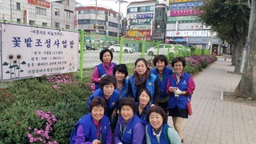 가경동 바르게살기위원회 국화꽃 개화 폭염을 이겨낸 국화꽃의 수줍은 미소