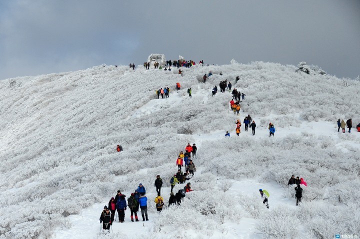 태백산 눈꽃 등반대회 내달 1일 개최