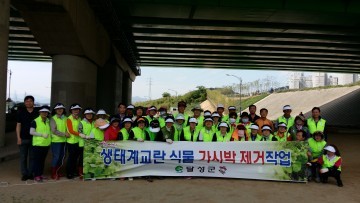달성군,  ‘가시박’ 제거작업 추진
