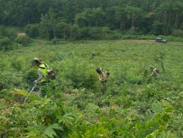 군산시, 관내 임야 300ha에 조림지 풀베기 사업 추진 