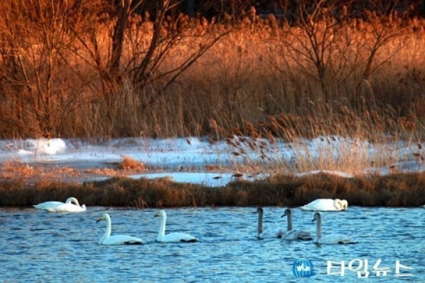 ‘백조의 호수’울진 왕피천…고니떼 월동중