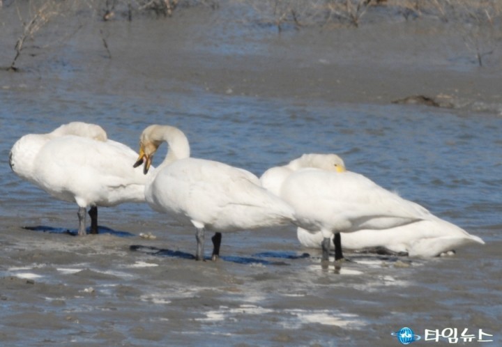 순천시, 큰고니(천연기념물 제201-2호) 자연으로 돌려보내다
