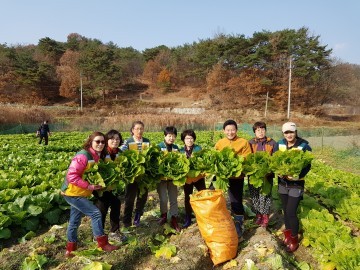 대전 중구, ‘행복나눔농장’ 김장용 배추 수확 돌입