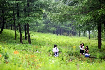 정선 휴가철을 맞아 다양한 공연과 축제가 열린다.