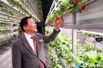 서철모 서구청장, 딸기 보고 미소…스마트팜도 ‘합격점’