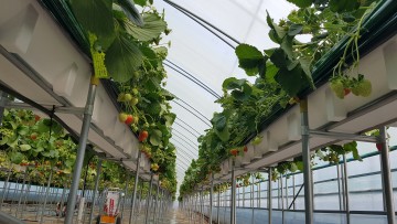 영월군, 새로운 농가 소득 겨울딸기 