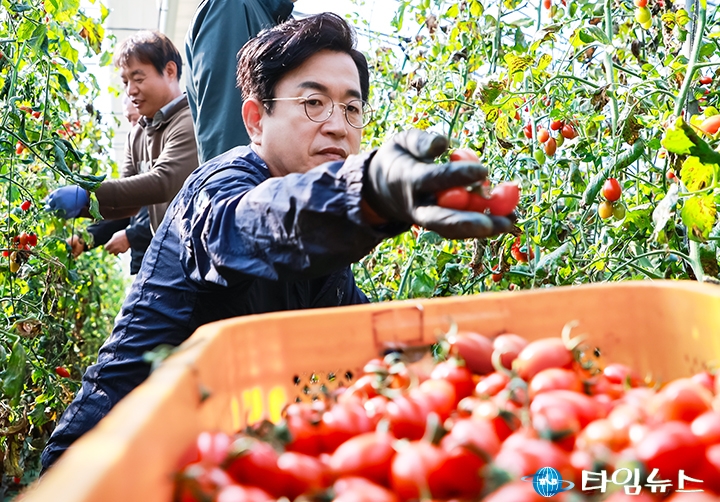 허태정 대전시장 후보, “농부 발걸음이 농사”…토마토 수확