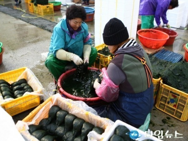 장흥군, 푸른빛 그윽한 향 장흥매생이 