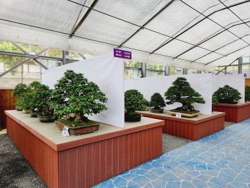 신안군, 소사나무 분재 특별전 개최