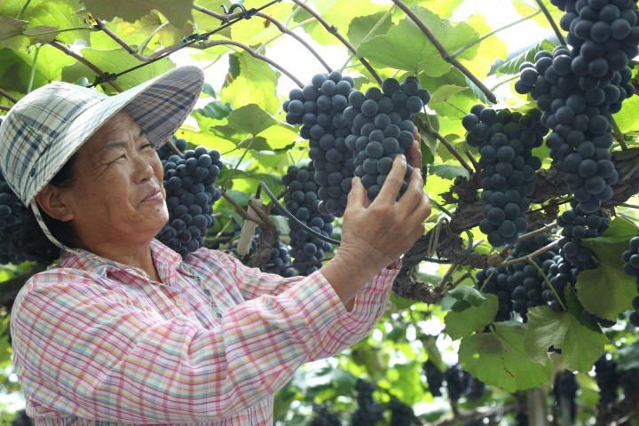 ‘포도의 계절’이 돌아왔다..노지포도 본격 출하