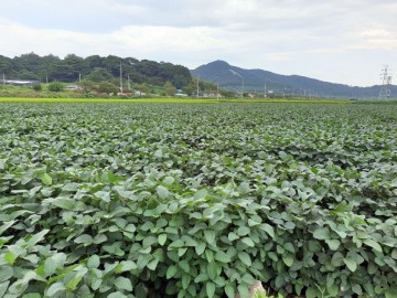 정읍시 농업기술센터. 콩 적기수확으로 수량·상품성 높여야