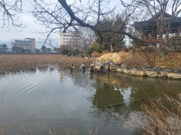 김천 8경(景) 교동연화지 봄맞이 환경정비