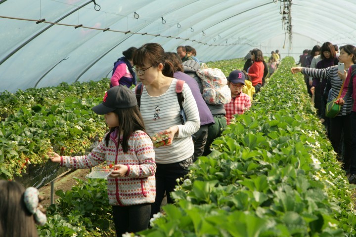 논산시, ‘논산딸기’와 함께 떠나는 달콤한 봄 여행!