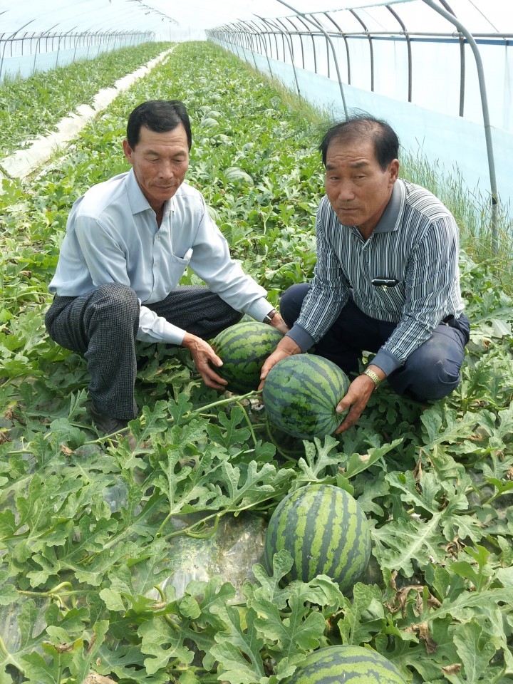 논산시, 예스민 논산 최고품질 수박 본격 출하