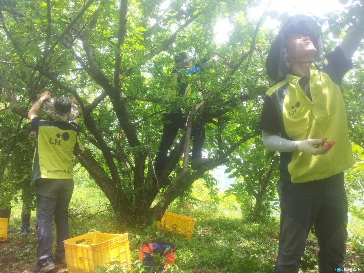 진주 혁신도시 LH 농촌일손돕기 실시