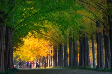  담양 대표 유료 관광지 추석 당일 무료 개방