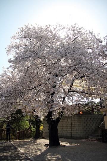 서울이번 주말 남산에서 마지막 벚꽃 구경