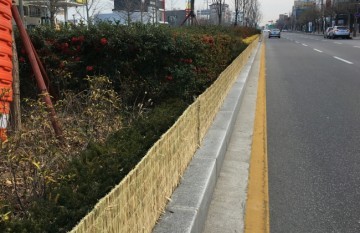 속초시 주요도로변 조경수  한파 ․ 제설 염화칼슘으로부터 조경수 보호