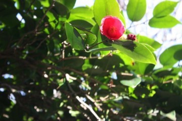 쓰시마는 하루를 보면 전부 볼 수 있는 섬, 하지만 한 달을 봐도 더 볼 곳이 많은 섬