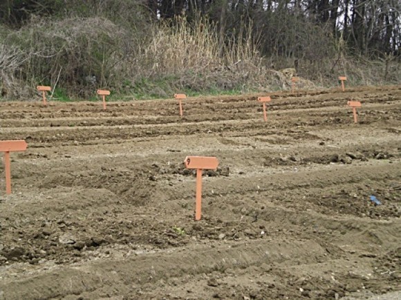 군산시 회현면 고사리 주말텃밭 분양 