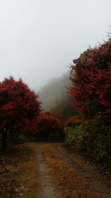 영광 대마면, 제16회 태청산 등산대회 개최
