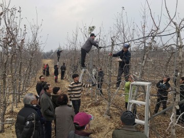 영주시, 현장위주의 사과 초보자 교육 ‘인기’