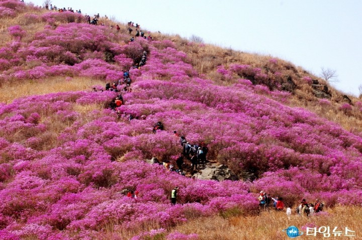 여수시, 영취산진달래 행사 4월 1일부터 3일까지 개최 