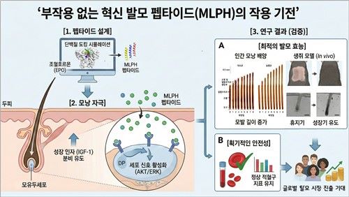 “성기능 저하·혈액 부작용 끝” DGIST, 부작용 없는 ‘혁신 발모제’ 개발