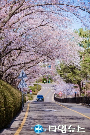 유채꽃과 벚꽃이 전하는 화려한 봄소식, 포항에서 만나세요!